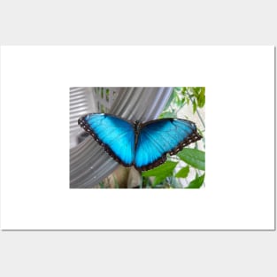 Brilliant Blue Butterfly Posters and Art